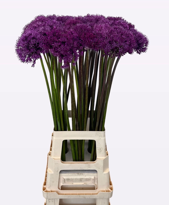 <h4>ALLIUM PURPLE SENS</h4>