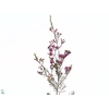 Chamelaucium Eden
