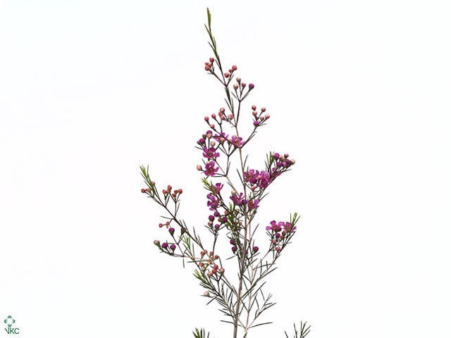 Chamelaucium Eden