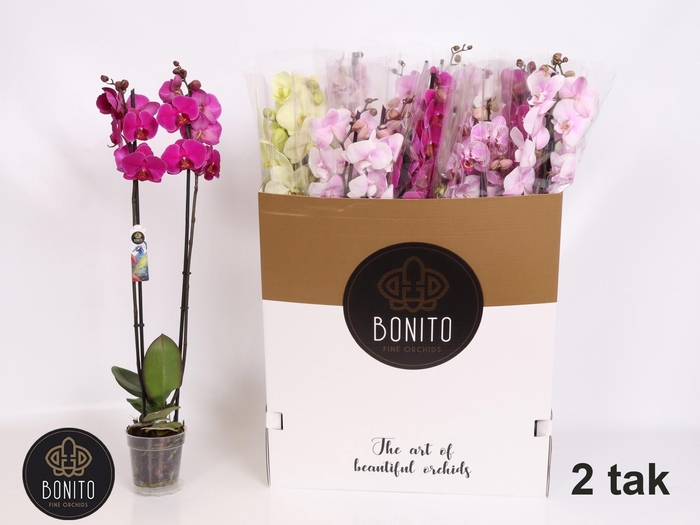 <h4>PHAL GEM 10 KL</h4>