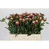 Paeonia Sarah Bernhardt