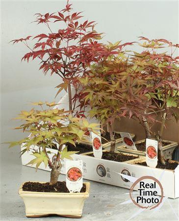 <h4>Bonsai Acer</h4>
