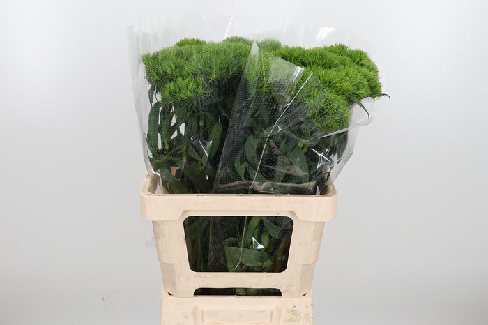 <h4>Di Barb Barb Fresh</h4>