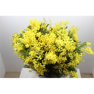 Mimosa Mirandole 150gr P Bunch