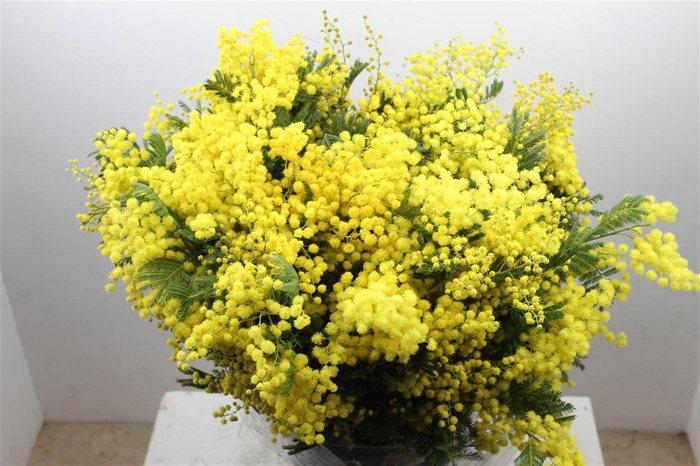 <h4>Mimosa Mirandole 150gr P Bunch</h4>