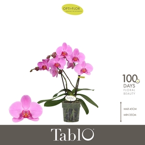 Phalaenopsis   ...rose