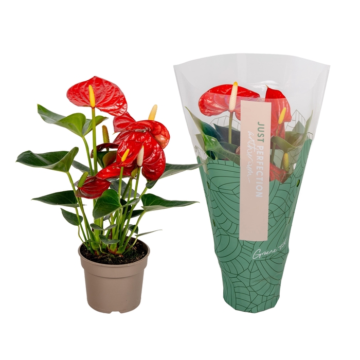 <h4>Anthurium Valentino " Just perfection® (XL-Flowers)</h4>