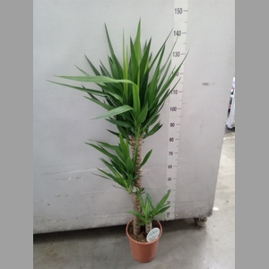 Yucca