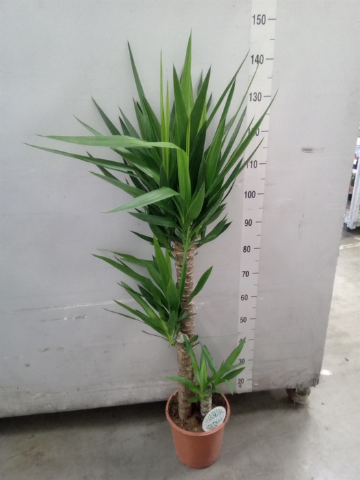 <h4>Yucca</h4>