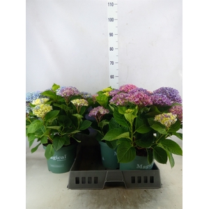 Hydrangea mac.   ...
