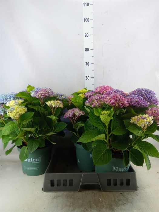 Hydrangea mac.   ...