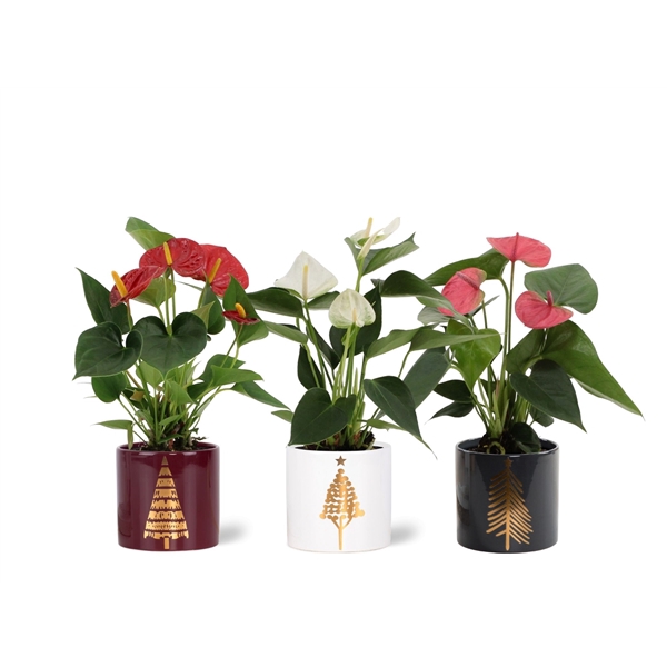 <h4>Anthurium 3 color mix in Manon 2 ceramics</h4>