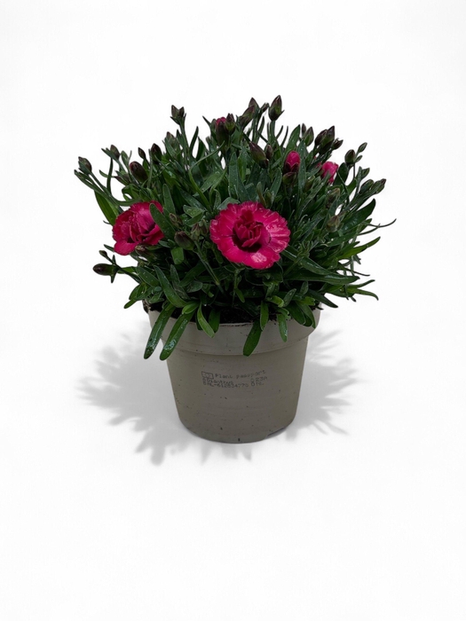 <h4>Dianthus Diantica Early Love</h4>