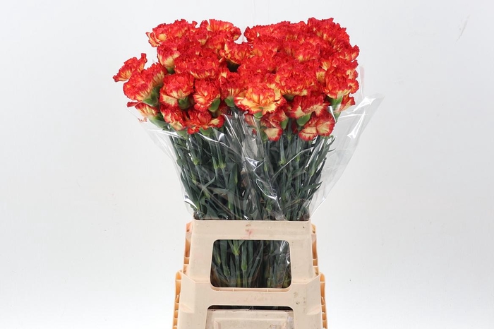 <h4>Di St Zenit hi</h4>