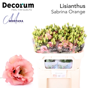 Lisianthus Sabrina orange 70cm