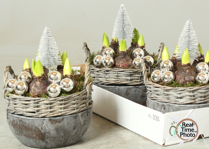 <h4>ARR HYACINTH</h4>