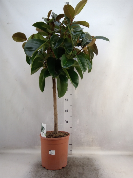 <h4>Ficus   ...</h4>