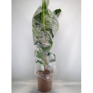 Musa  'Dwarf Cavendish'