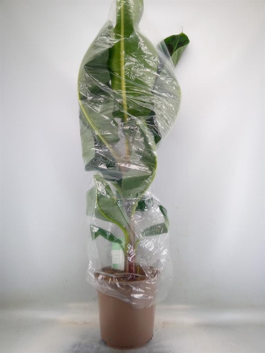 <h4>Musa  'Dwarf Cavendish'</h4>