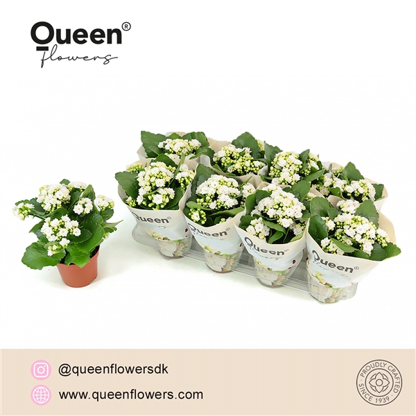 <h4>Kalanchoe Cecilie P12 Queen</h4>