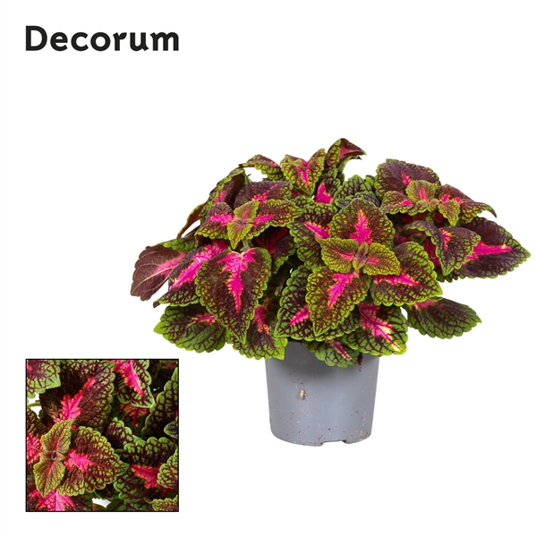 <h4>Coleus Park Avenue Decorum</h4>