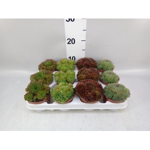 Sempervivum   ...