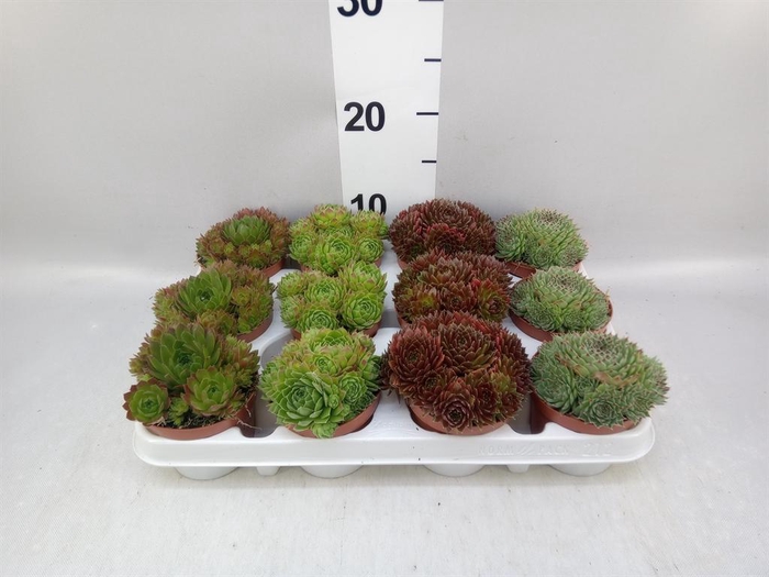 <h4>Sempervivum   ...</h4>