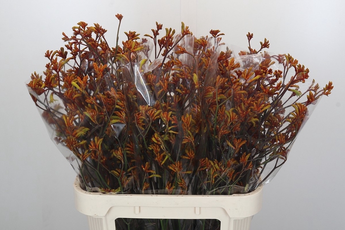 <h4>Anigozanthos Bush Sunset</h4>
