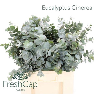Eucalyptus Cinerea