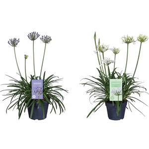 Nolina Agapanthus Ø 17 cm. Summer LoveTM Mix