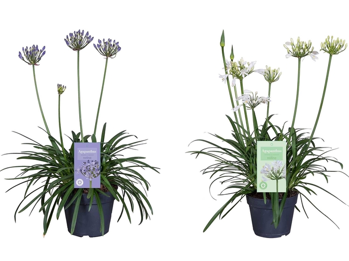 <h4>Nolina Agapanthus Ø 17 cm. Summer LoveTM Mix</h4>