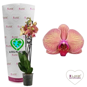 Phalaenopsis Golden Leopard - 3 tak 70cm (Less Plastic)