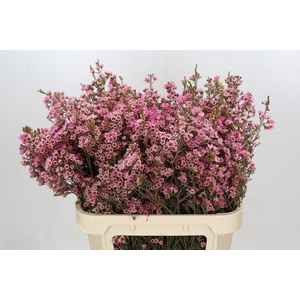 CHAME SARAHS DELIGHT