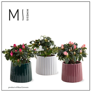 Azalea Mix - 9 cm in Sophia - Luxury World
