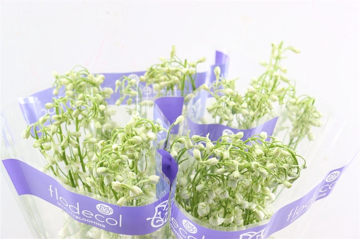 <h4>Delphinium White</h4>