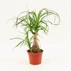 Beaucarnea recht 9 cm (Decorum)