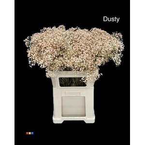 Gyps Xlence Dusty Latte