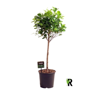 Ficus micr. Moclame bol op stam