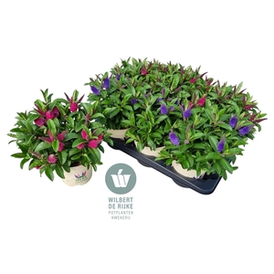 Queen Hebe Mixtray Blauw & Roze P15