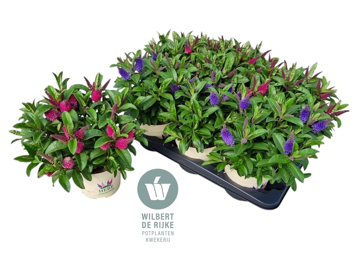<h4>Queen Hebe Mixtray Blauw & Roze P15</h4>