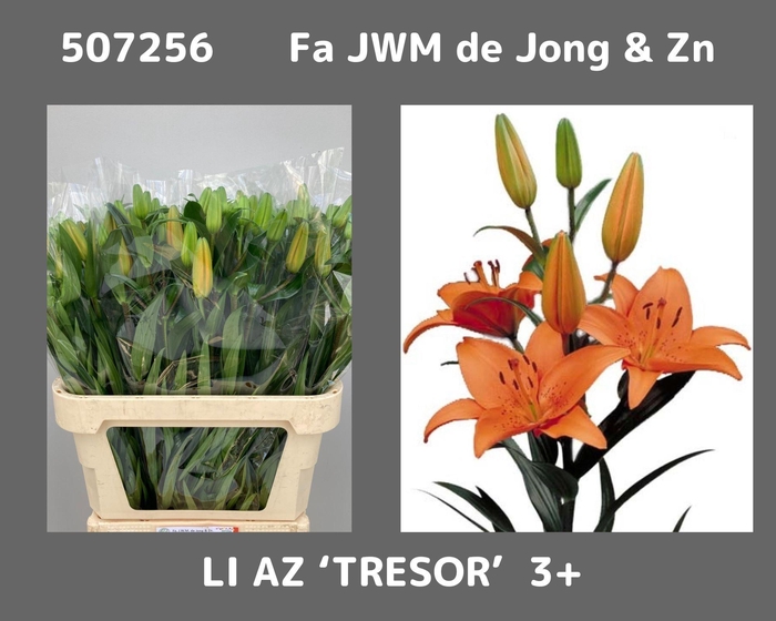 Li As Tresor