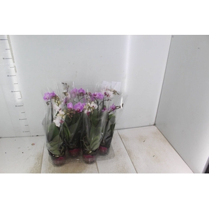 PHALAENOPSIS MINI P09 2 HT PREMIUM