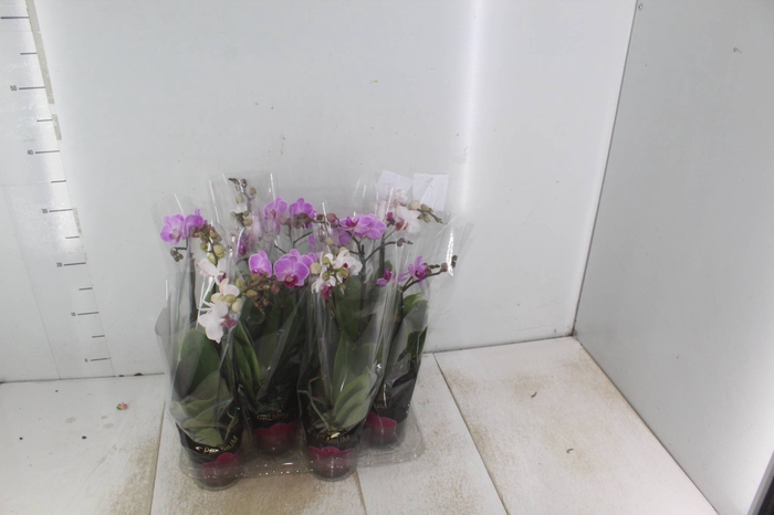 <h4>PHALAENOPSIS MINI P09 2 HT PREMIUM</h4>