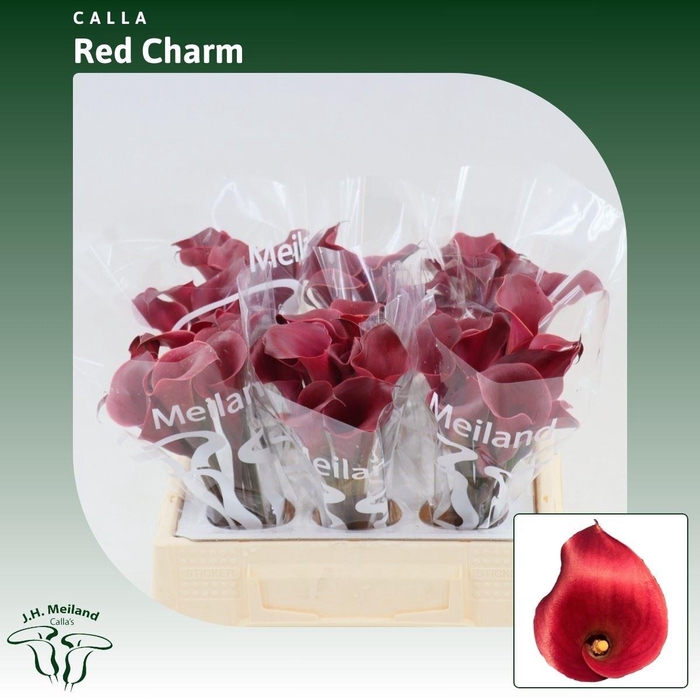 <h4>Calla Red Charm</h4>