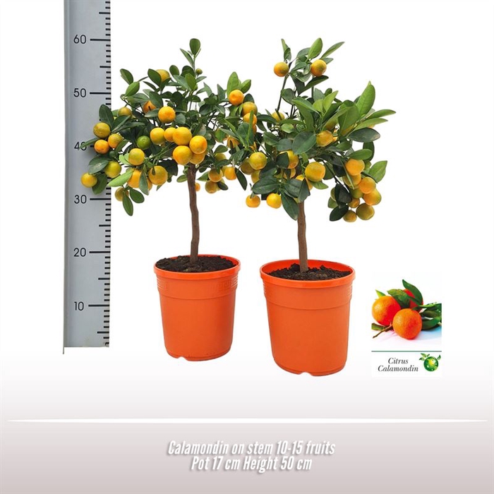 <h4>Calamondin op stam</h4>
