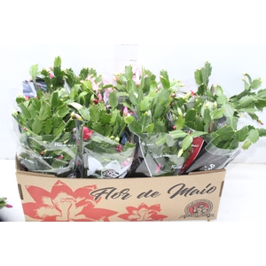 FLOR DE MAIO P15 MISTO
