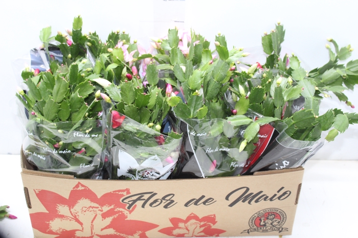 <h4>FLOR DE MAIO P15 MISTO</h4>