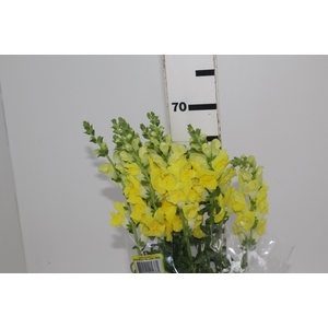 BOCA DE LEAO POTOMAC YELLOW 070 CM