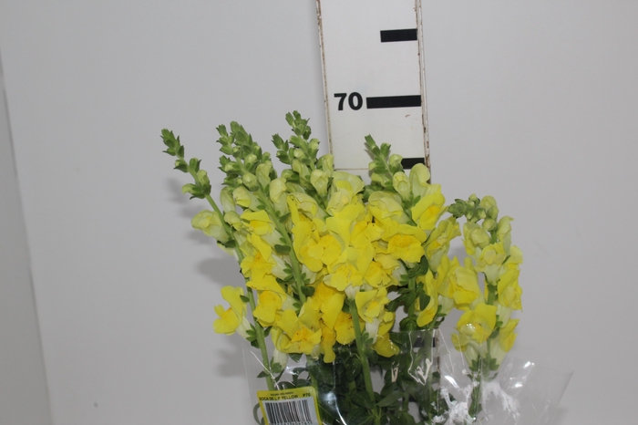 <h4>BOCA DE LEAO POTOMAC YELLOW 070 CM</h4>