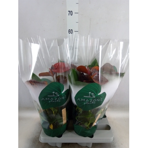 Anthurium andr. 'Essencia'